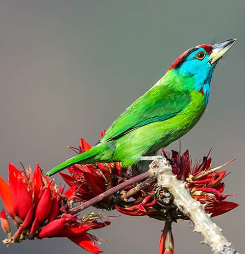 bird Watching Tour in Meghalaya