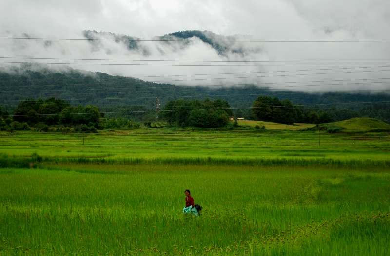 Read more about the article Exploring the Natural Beauty of Ziro Valley: A Northeastern Gem